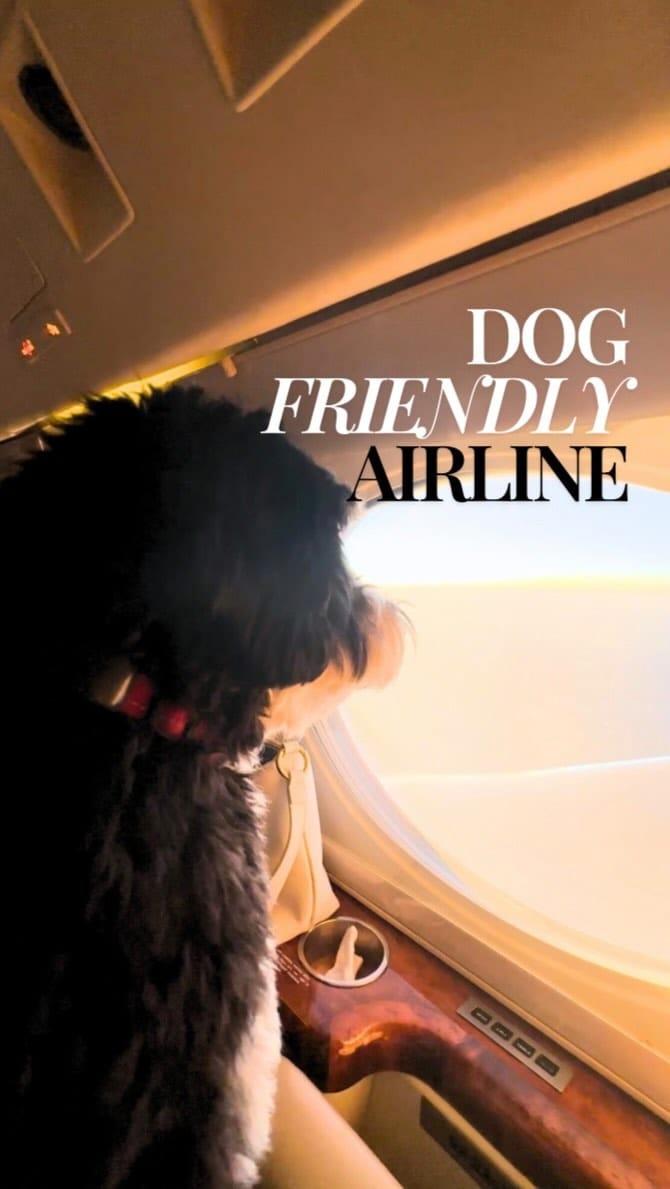 Post 9 by Bowie’s adventure ✈️ | dog friendly travel on Instagram (video)