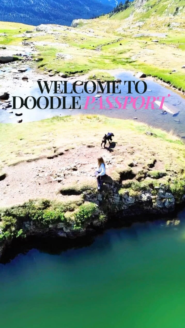 Post 6 by Bowie’s adventure ✈️ | dog friendly travel on Instagram (video)