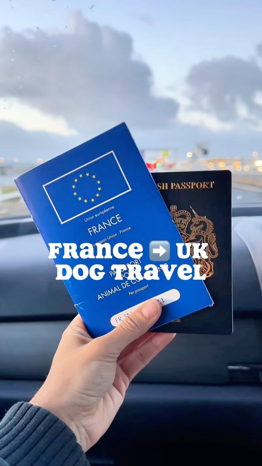 Post 2 by Bowie’s adventure ✈️ | dog friendly travel on Instagram (video)