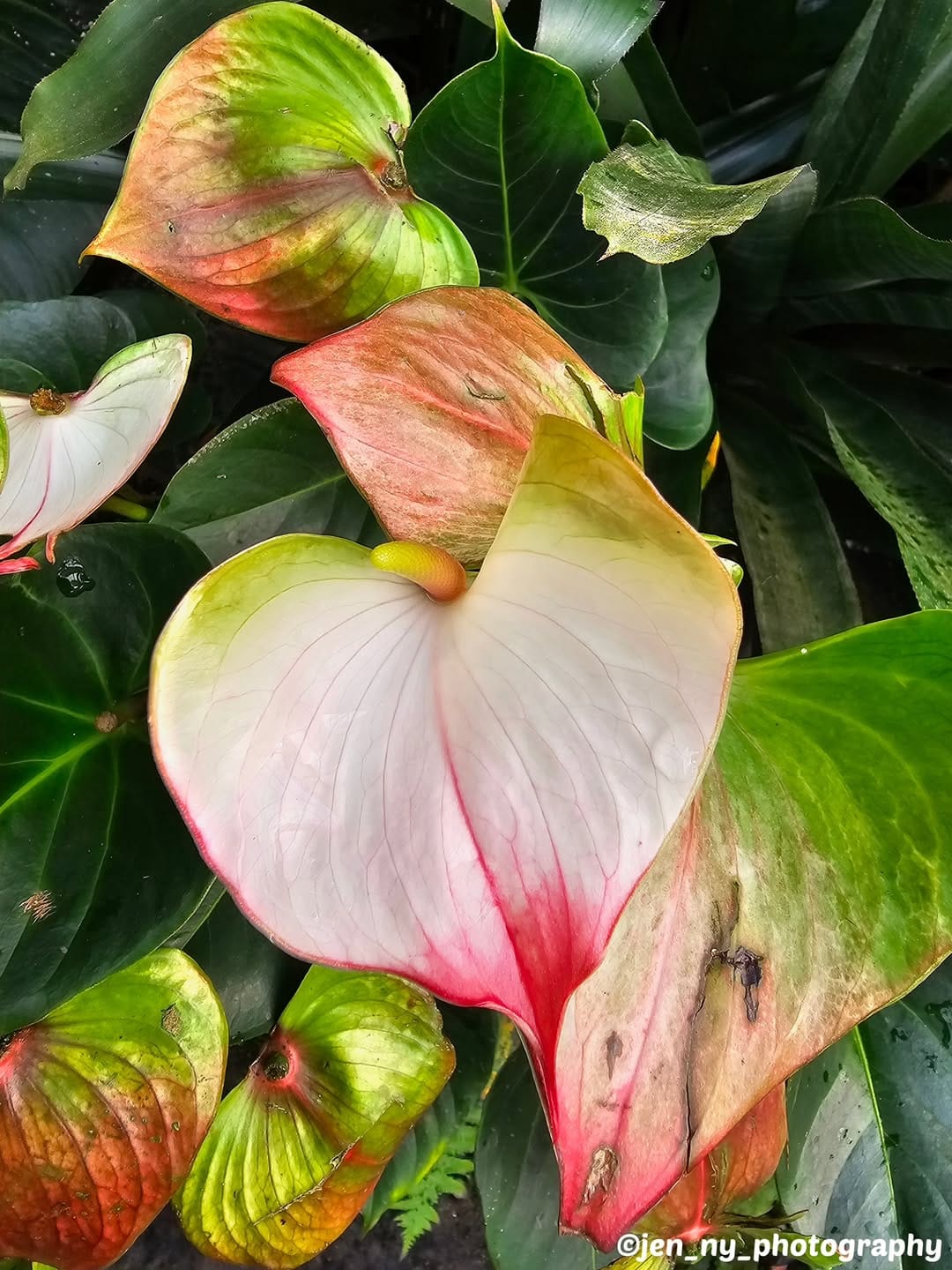 Post 2 by Jenny Schulz on Instagram (image)