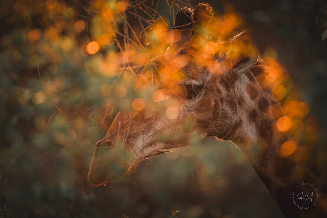 Post 6 by Ralf Müller | fotografie on Instagram (carousel)