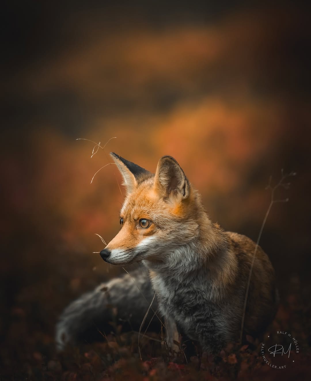 Post 2 by Ralf Müller | fotografie on Instagram (image)