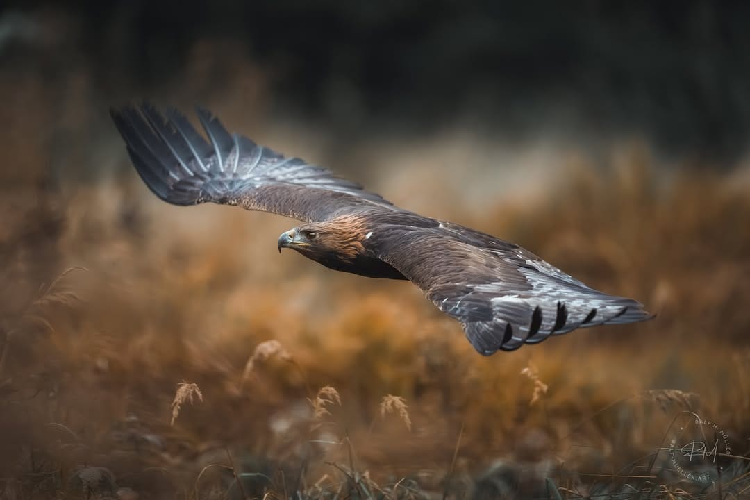Post 3 by Ralf Müller | fotografie on Instagram (carousel)