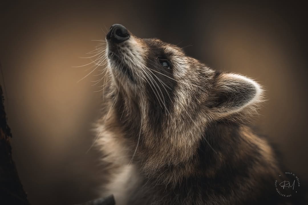 Post 10 by Ralf Müller | fotografie on Instagram (carousel)