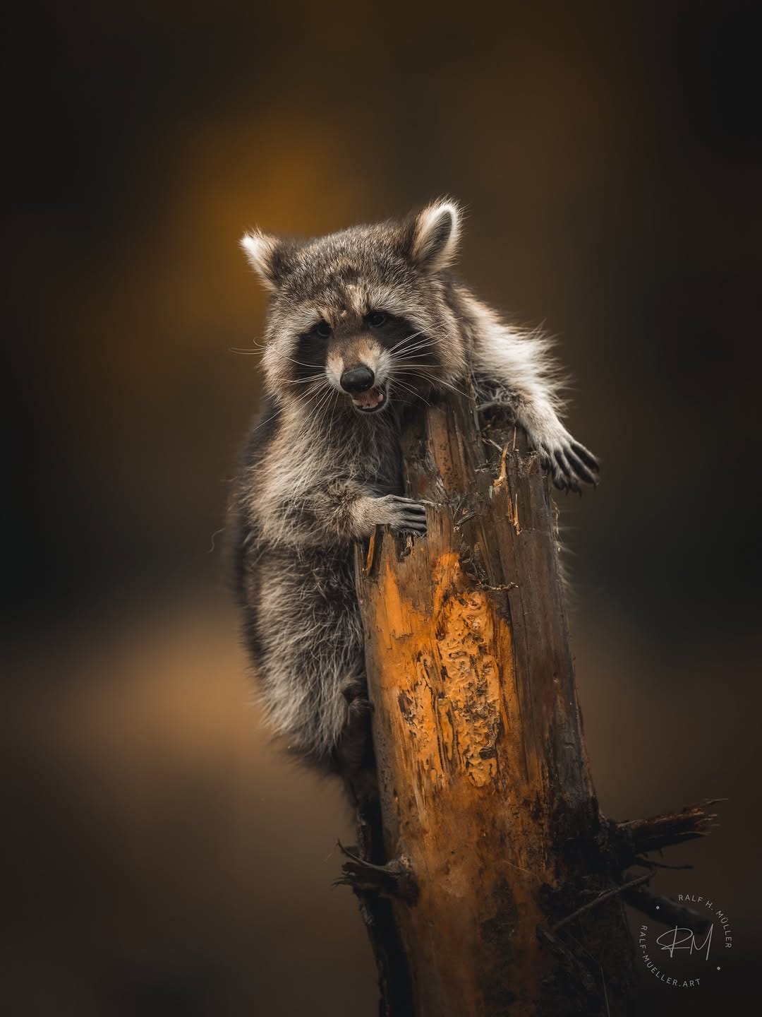 Post 4 by Ralf Müller | fotografie on Instagram (carousel)