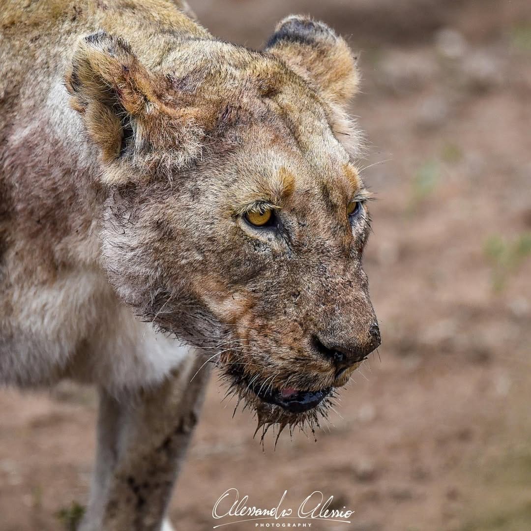 Post 6 by Alessandro Alessio Photography on Instagram (image)