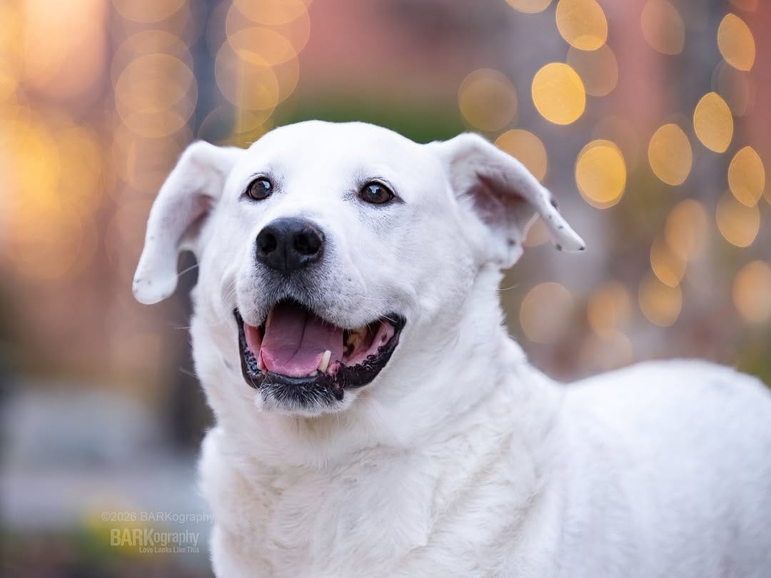Post 1 by Charlotte NC Dog Photographer on Instagram (image)