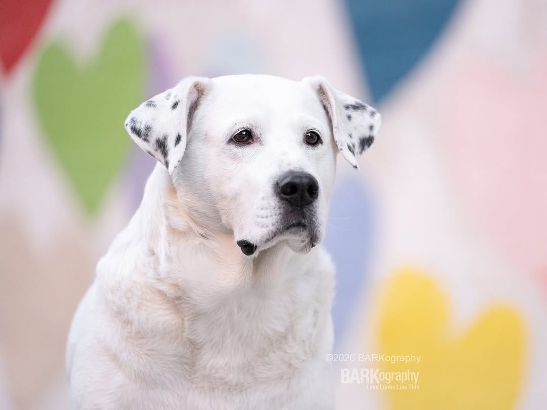Post 8 by Charlotte NC Dog Photographer on Instagram (image)