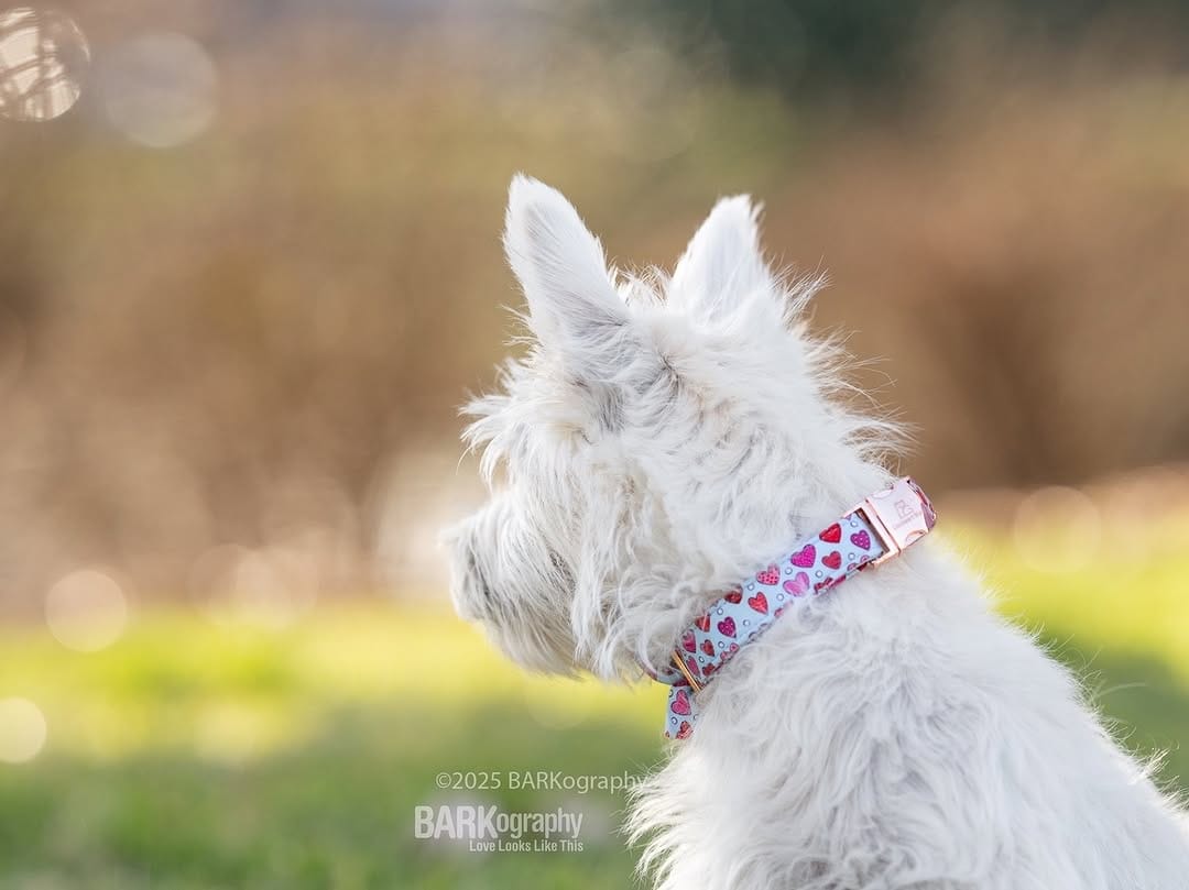 Post 7 by Charlotte NC Dog Photographer on Instagram (image)