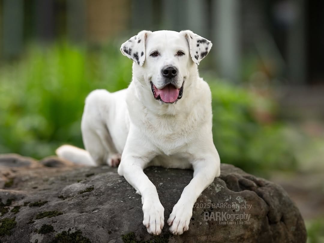 Post 10 by Charlotte NC Dog Photographer on Instagram (image)