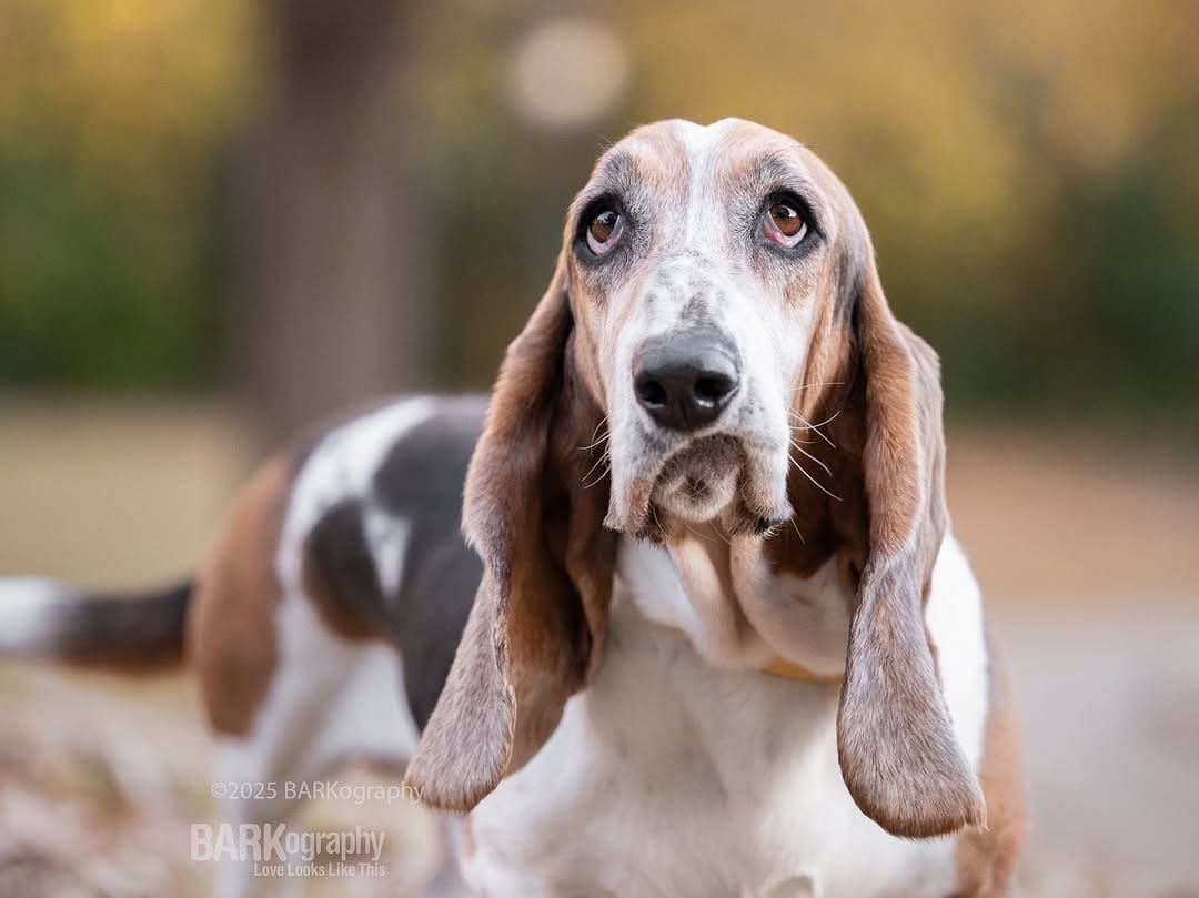 Post 3 by Charlotte NC Dog Photographer on Instagram (image)