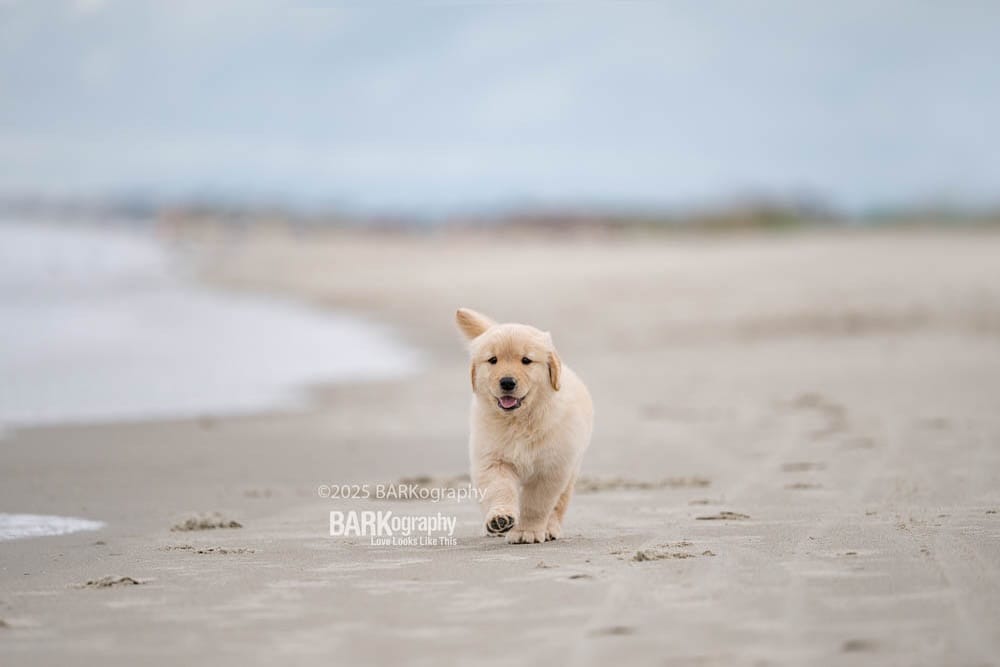 Post 4 by Charlotte NC Dog Photographer on Instagram (image)