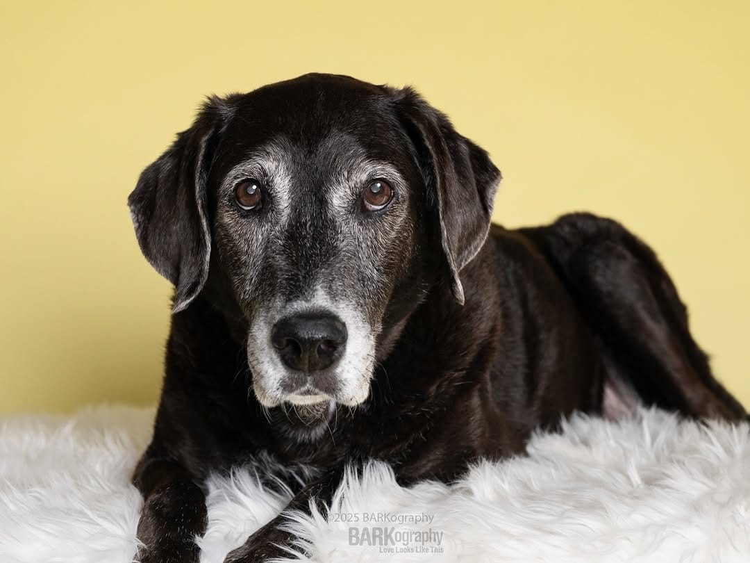 Post 2 by Charlotte NC Dog Photographer on Instagram (image)