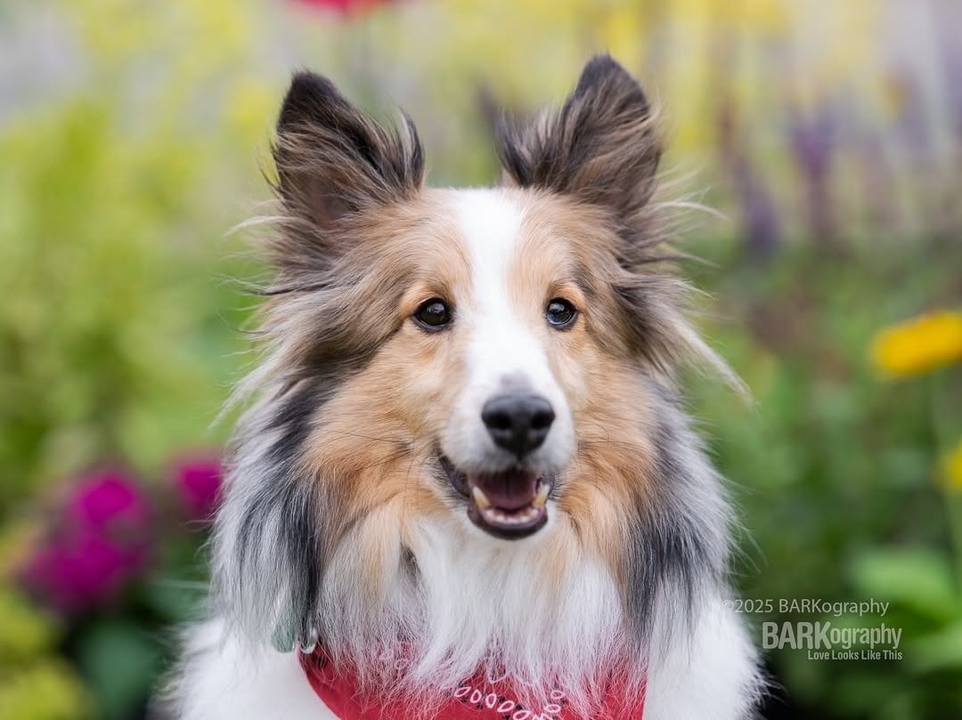 Post 9 by Charlotte NC Dog Photographer on Instagram (image)
