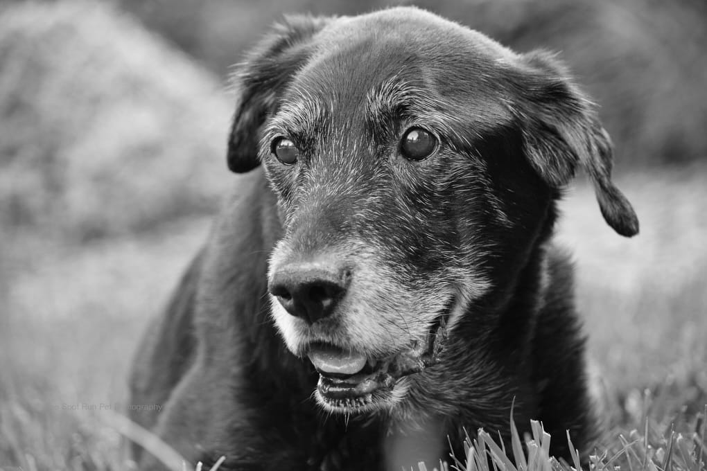 Post 5 by Charlotte NC Dog Photographer on Instagram (carousel)