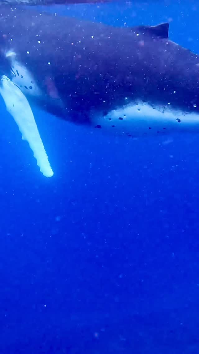 Post 9 by Vjollca Nivokazi on Instagram (video)