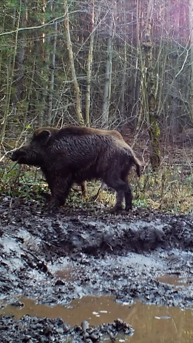 Post 2 by Steffen 🦈🐻 #Lausitz on Instagram (video)