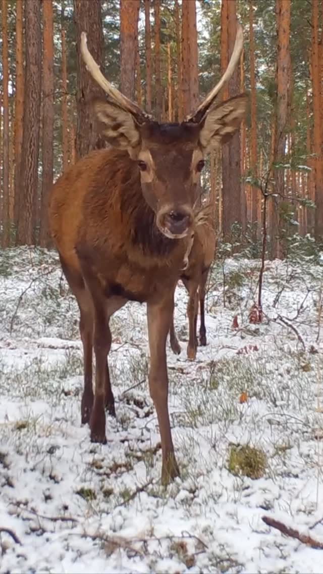Post 3 by Steffen 🦈🐻 #Lausitz on Instagram (video)