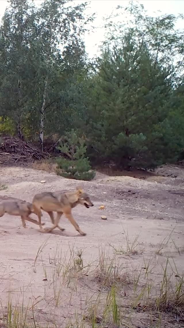 Post 9 by Steffen 🦈🐻 #Lausitz on Instagram (video)
