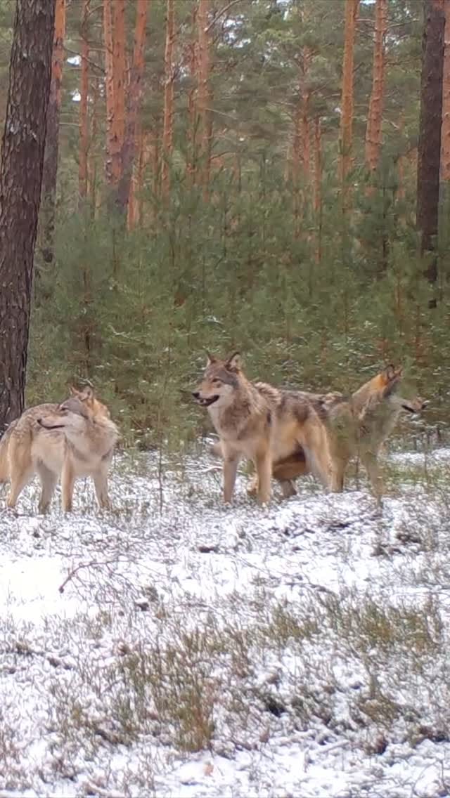 Post 1 by Steffen 🦈🐻 #Lausitz on Instagram (video)