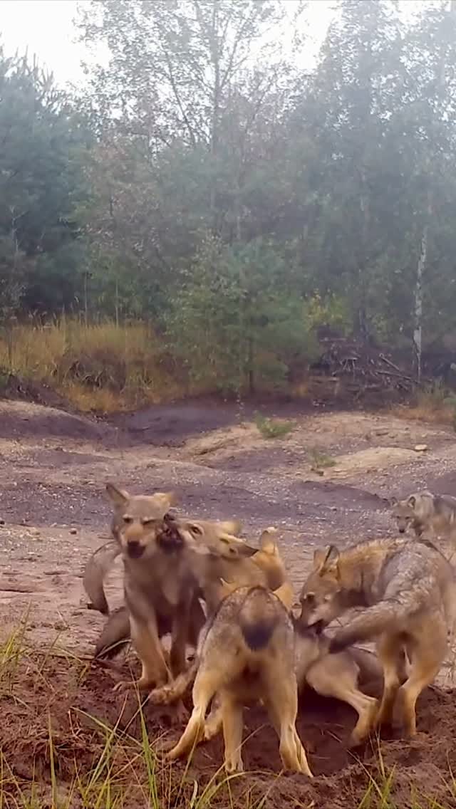 Post 7 by Steffen 🦈🐻 #Lausitz on Instagram (video)
