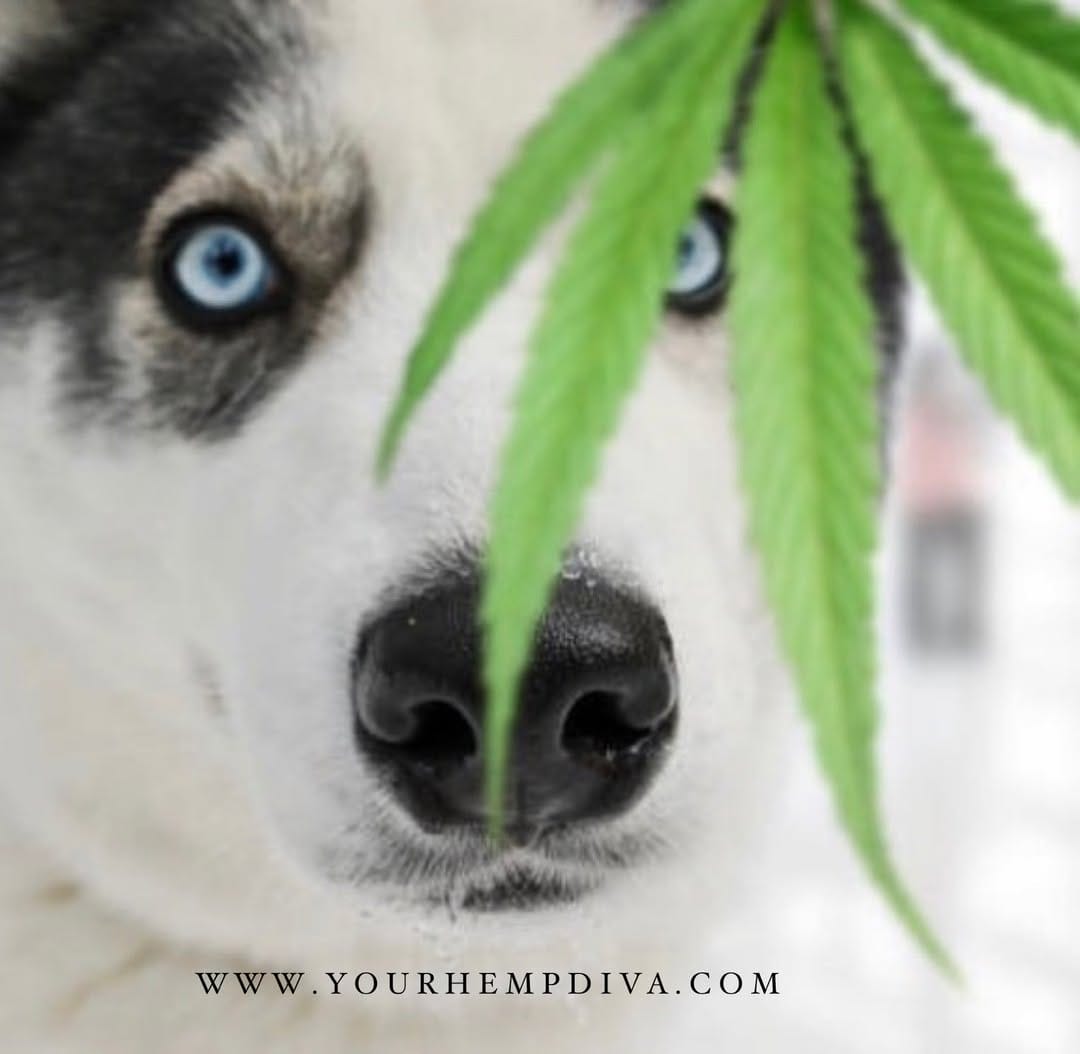 Post 9 by CBD News & Education on Instagram (image)