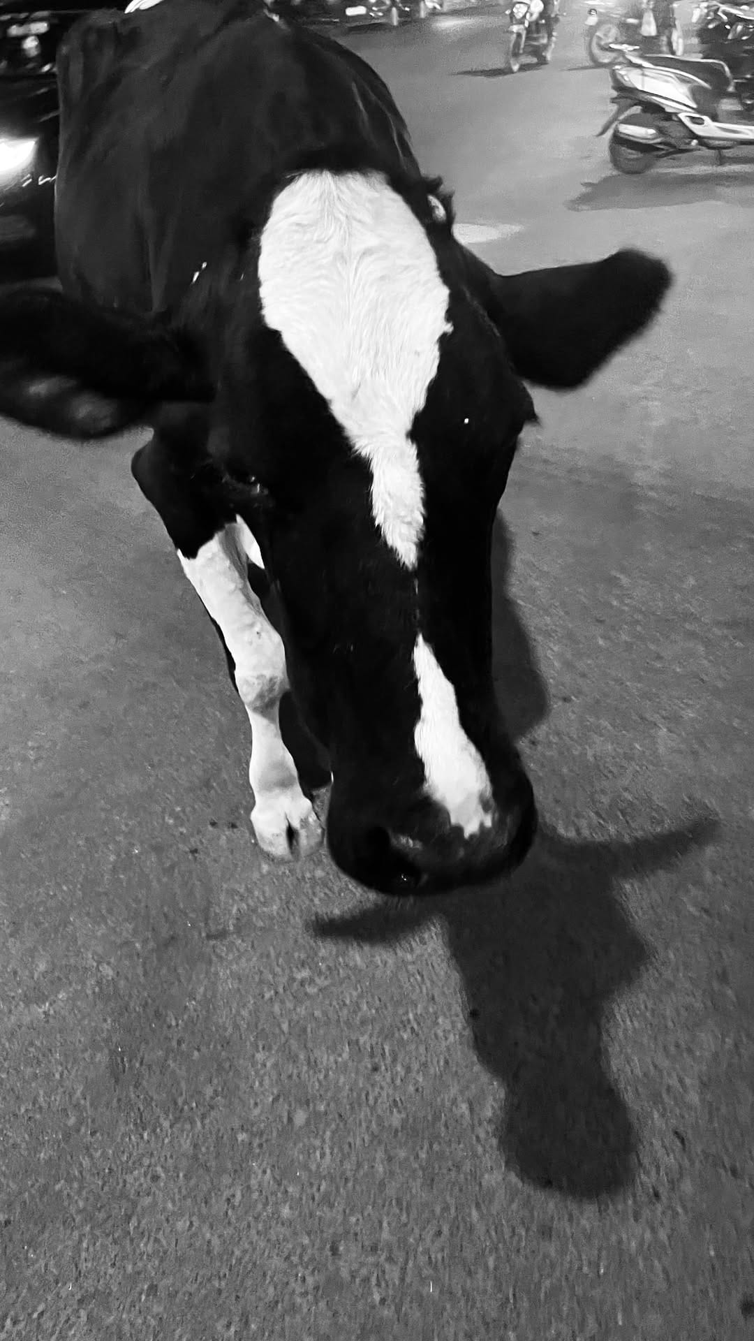 Post 9 by Daria Trenkwalder on Instagram (video)