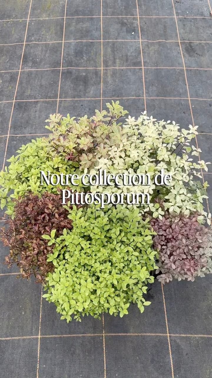 Post 2 by Roué Pépinières on Instagram (video)