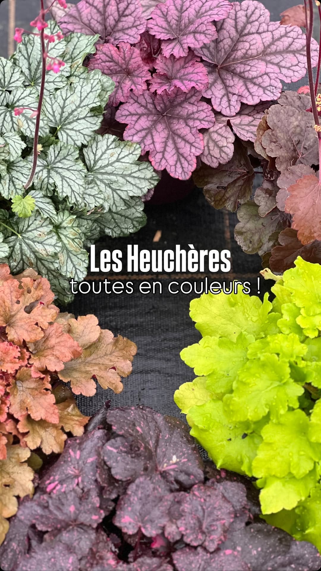 Post 6 by Roué Pépinières on Instagram (video)