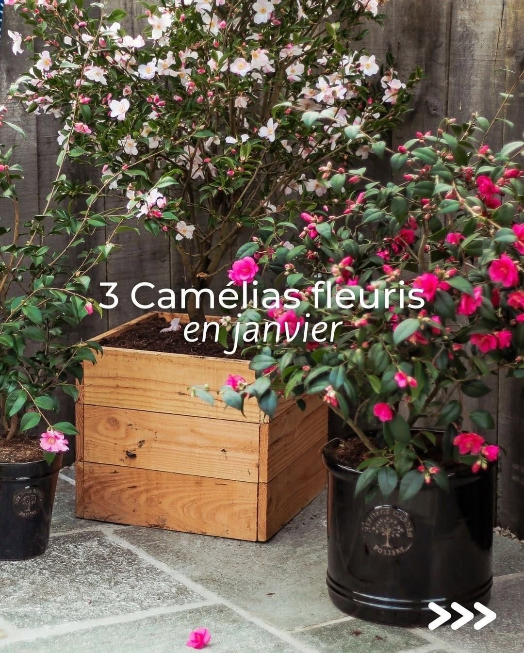 Post 7 by Roué Pépinières on Instagram (carousel)