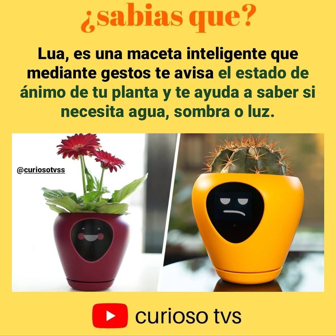 Post 2 by curiosotv ¿sabias que? ... on Instagram (image)