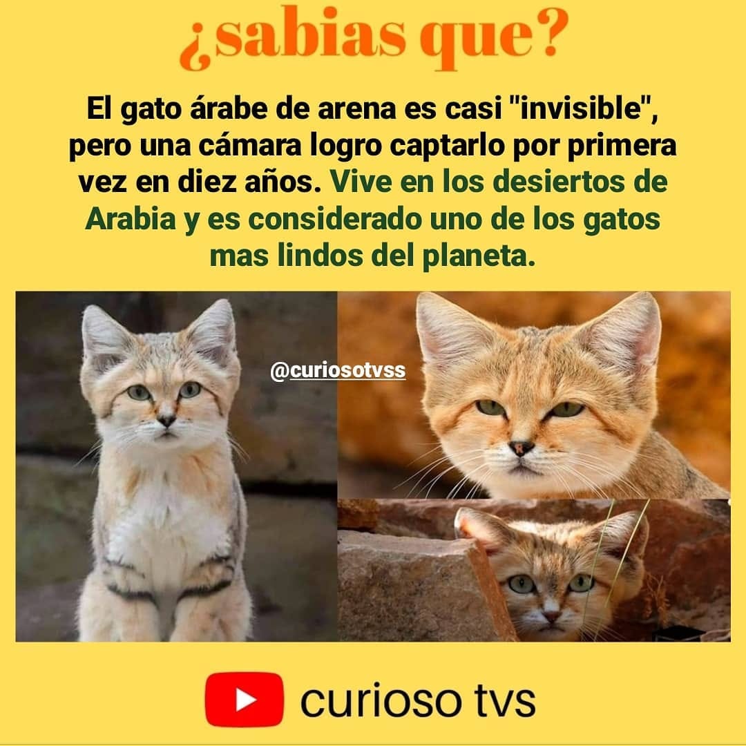 Post 6 by curiosotv ¿sabias que? ... on Instagram (image)