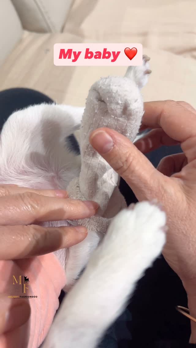 Post 6 by Melody Fashiondog Bordeaux on Instagram (video)
