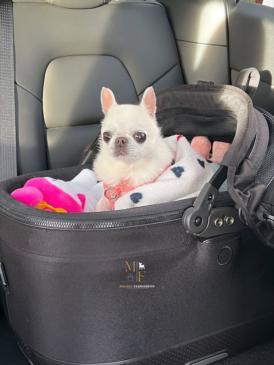 Post 10 by Melody Fashiondog Bordeaux on Instagram (carousel)