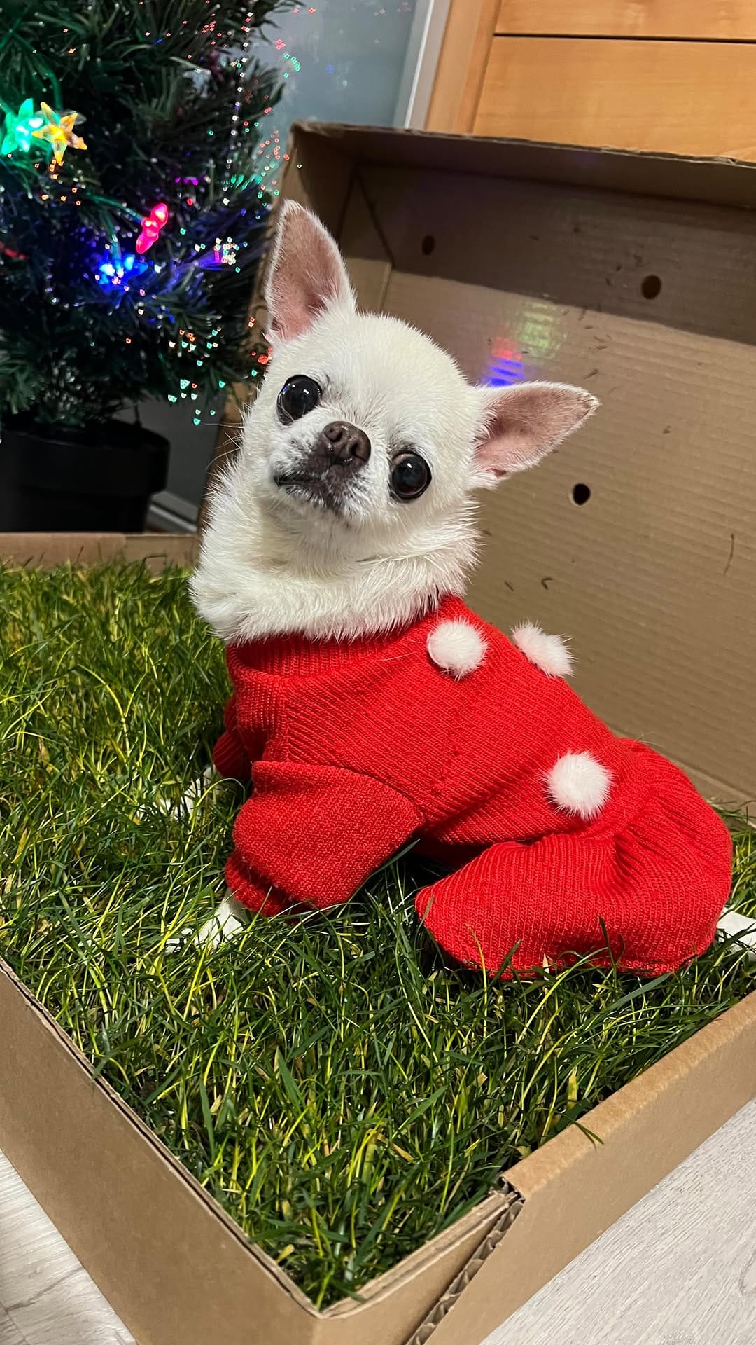 Post 7 by Melody Fashiondog Bordeaux on Instagram (video)