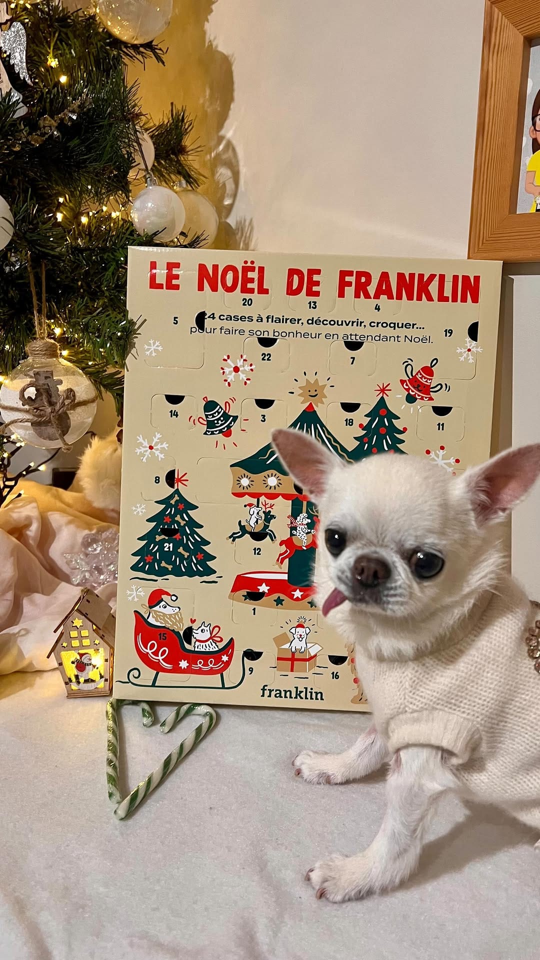 Post 8 by Melody Fashiondog Bordeaux on Instagram (video)