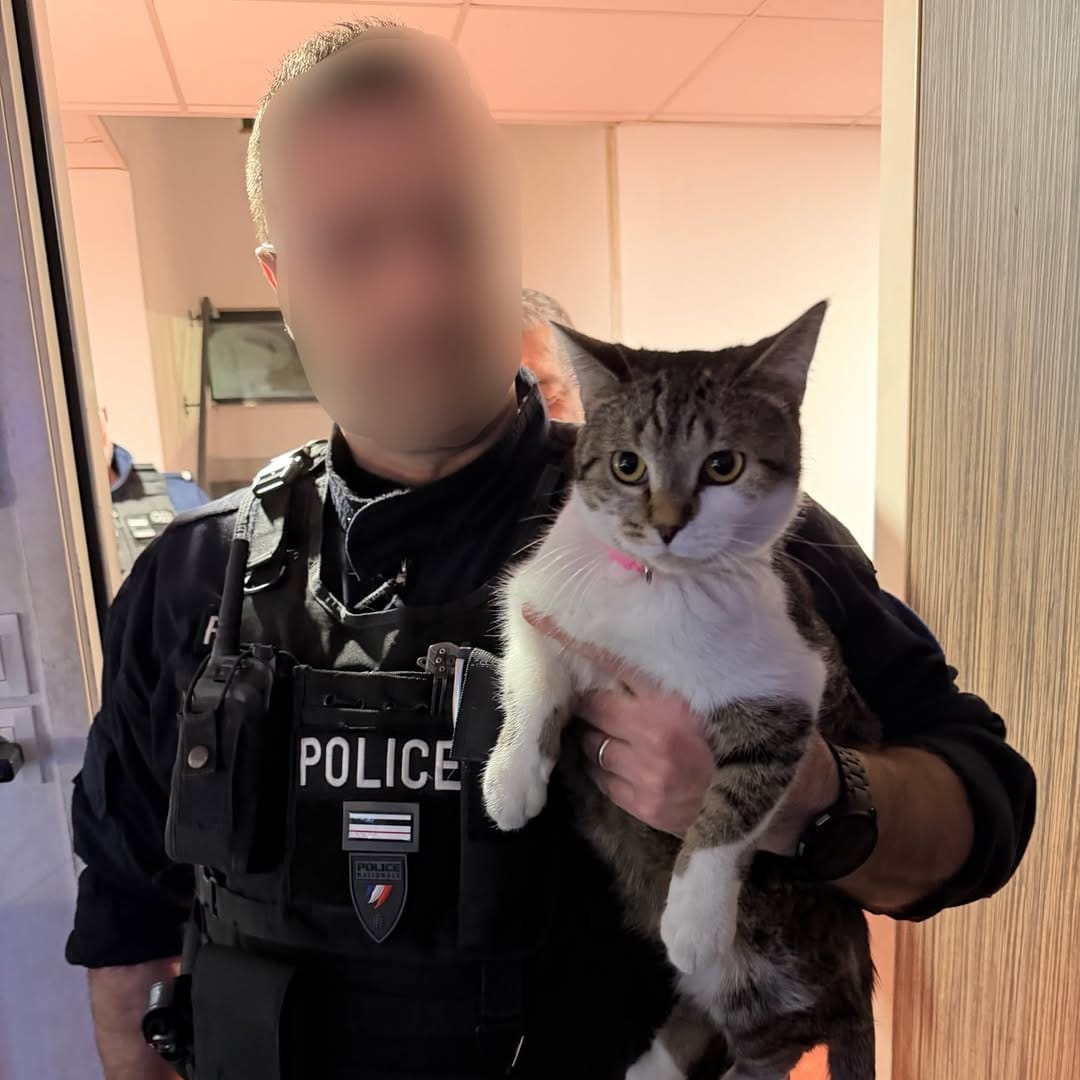 Post 2 by Les chattes  policieres 🔵⚪️🔴 on Instagram (image)