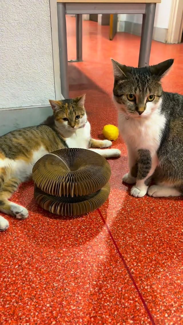 Post 4 by Les chattes  policieres 🔵⚪️🔴 on Instagram (video)