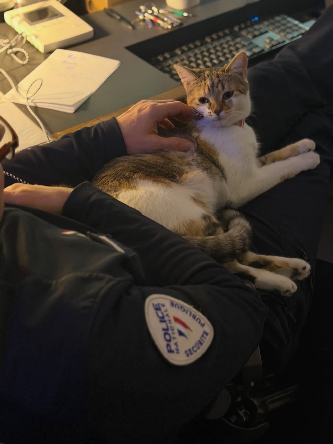 Post 3 by Les chattes  policieres 🔵⚪️🔴 on Instagram (image)