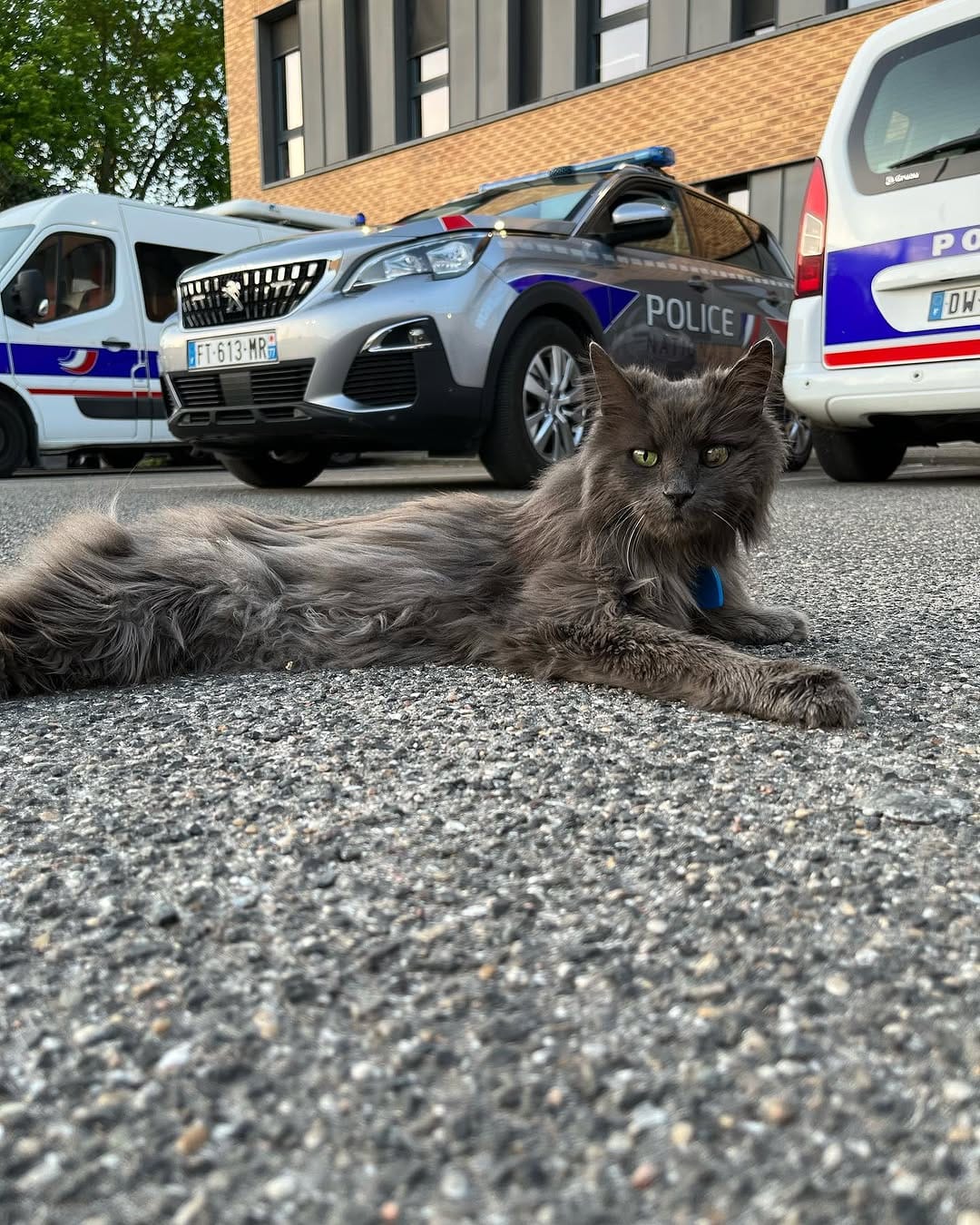 Post 10 by Les chattes  policieres 🔵⚪️🔴 on Instagram (carousel)
