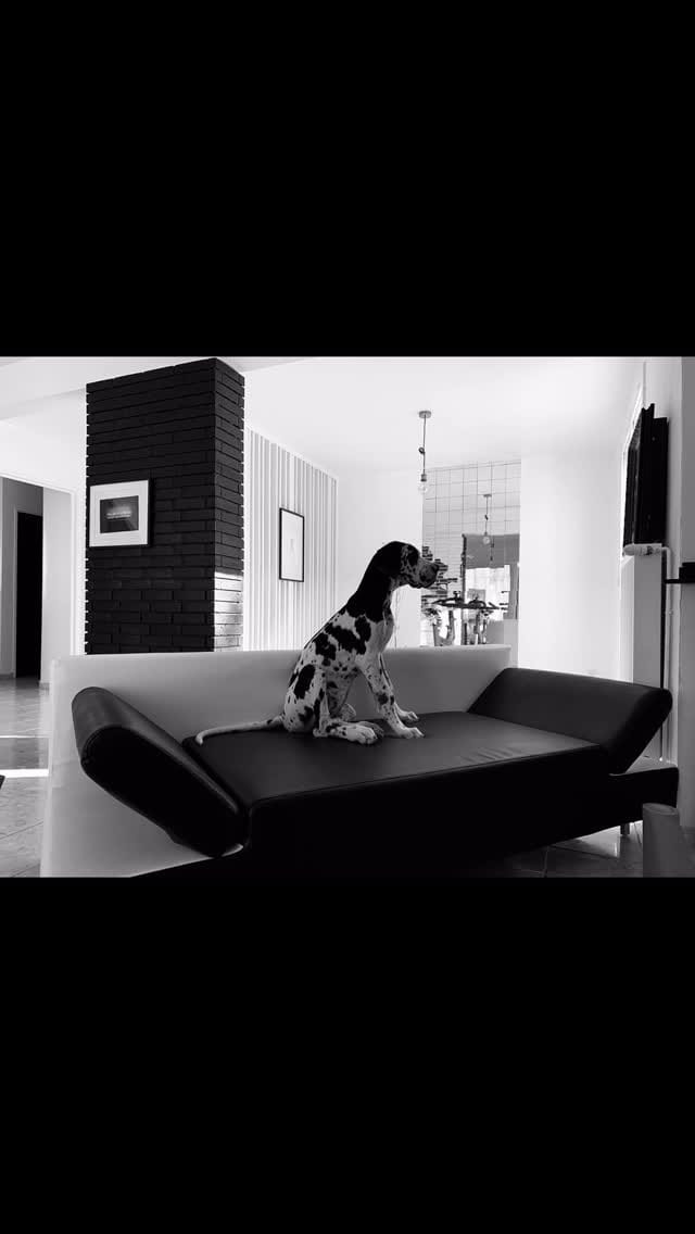Post 1 by CHARLES DARIUS® - Paris on Instagram (video)
