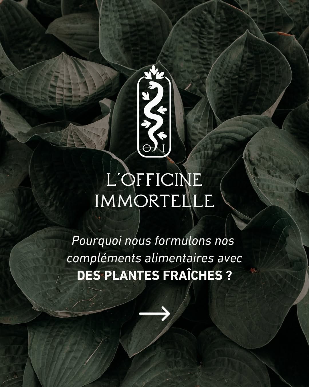 Post 5 by L'Officine Immortelle · Herboristerie Française on Instagram (carousel)