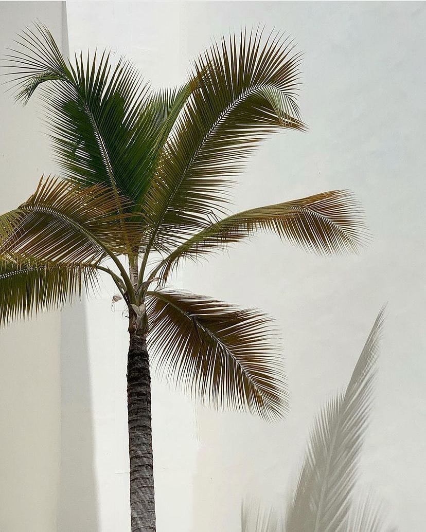 Post 6 by Maison Caulières on Instagram (image)