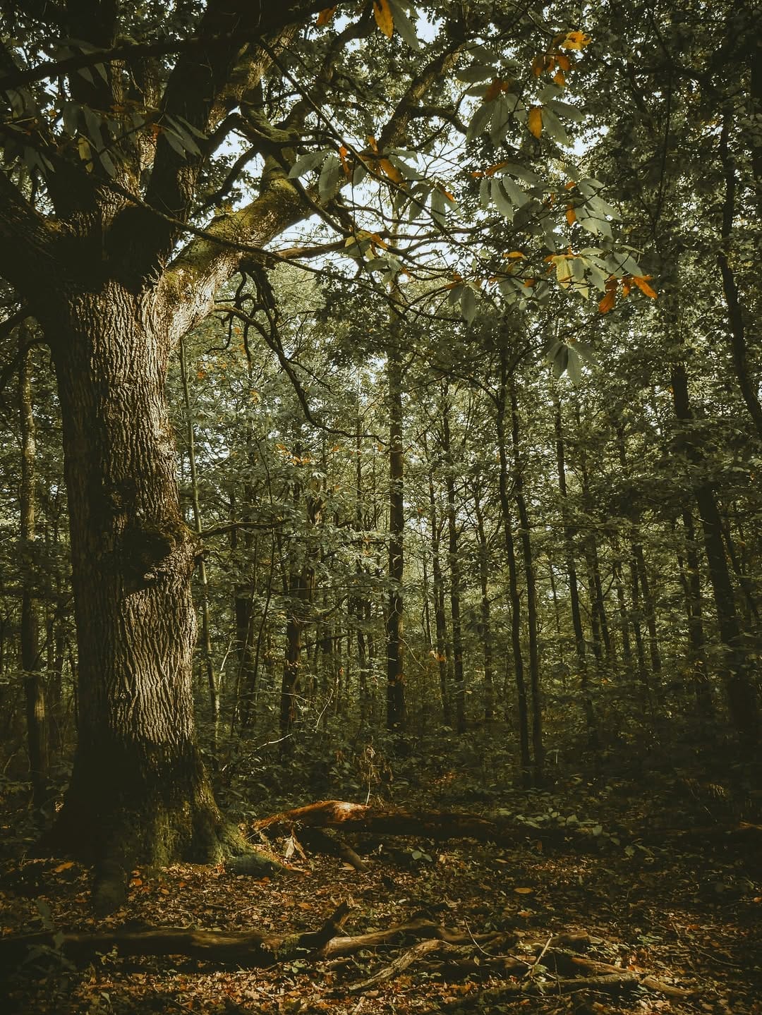 Post 1 by La Chênaie on Instagram (image)