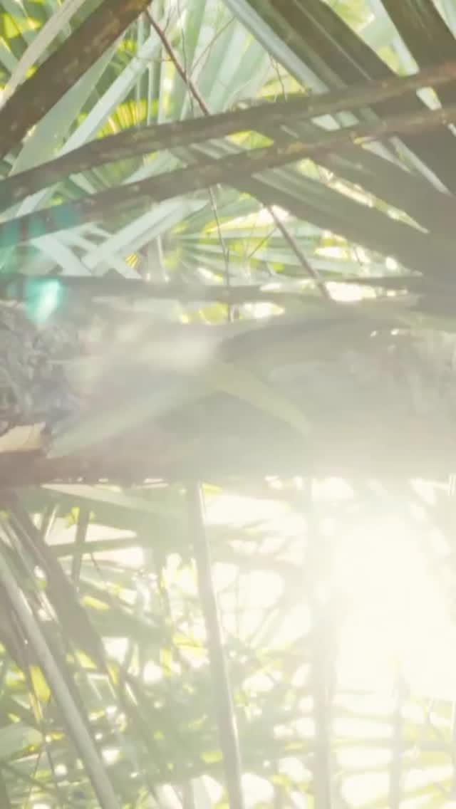 Post 7 by Alberto Piemontesi on Instagram (video)