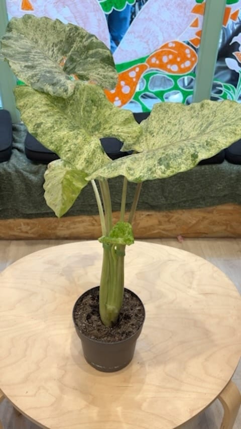Post 2 by Hankō Plant Shop on Instagram (video)