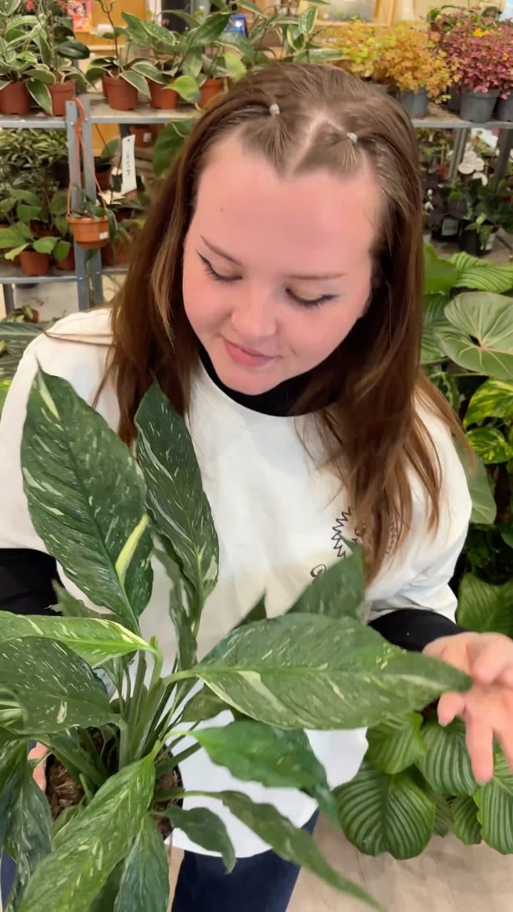 Post 3 by Hankō Plant Shop on Instagram (video)