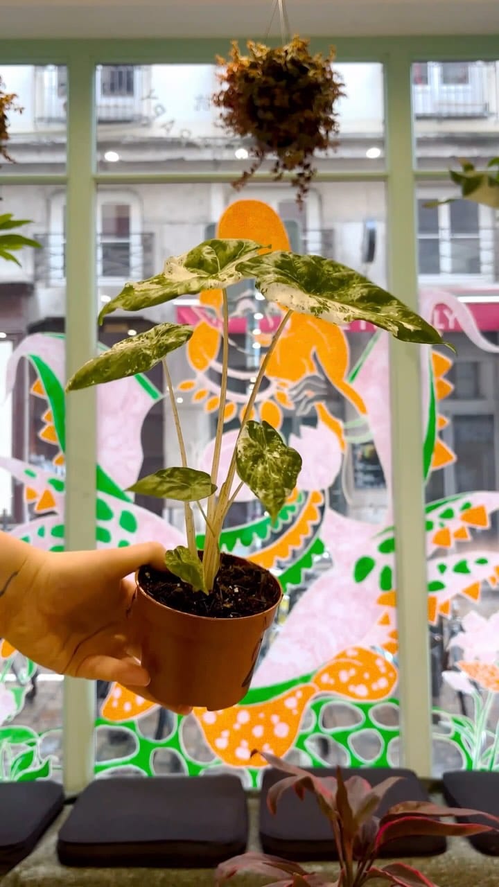 Post 7 by Hankō Plant Shop on Instagram (video)