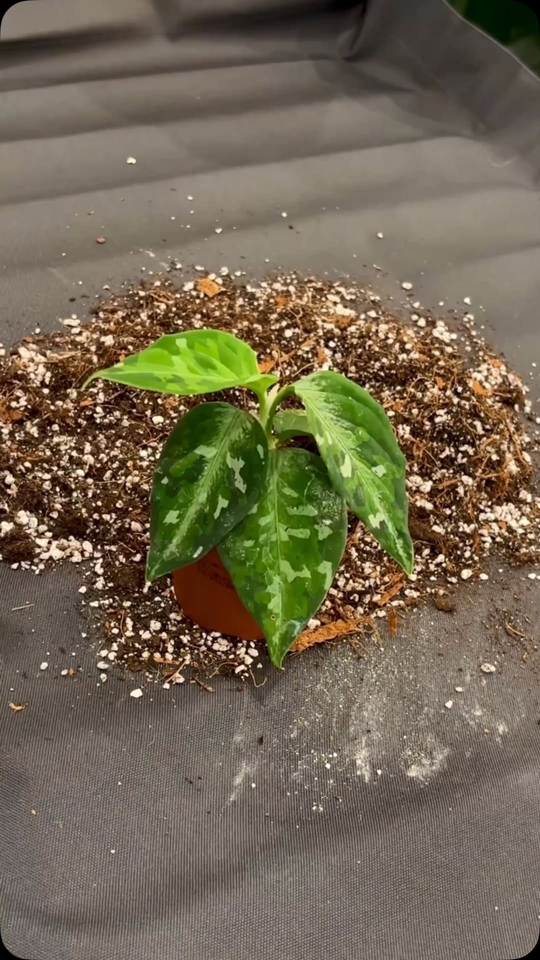 Post 6 by Hankō Plant Shop on Instagram (video)