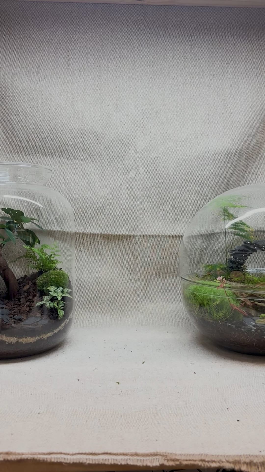 Post 9 by Hankō Plant Shop on Instagram (video)